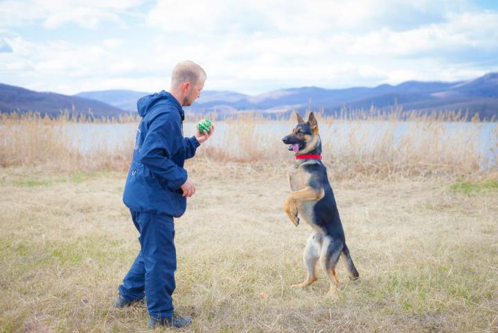 Tournez-vous vers Papattes Média pour des services d’un comportementaliste canin.